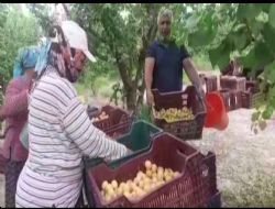SAHİPSİZLİKTEN MUT SOFRALIK KAYISISI NE HALLERE DÜŞTÜ